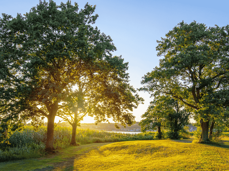 Eine strahlende Sonne durch Baumzweige symbolisiert neue Zuversich durch die psychologische Krisenbegleitung in der Heilpraxis für Psychotherapie Winker