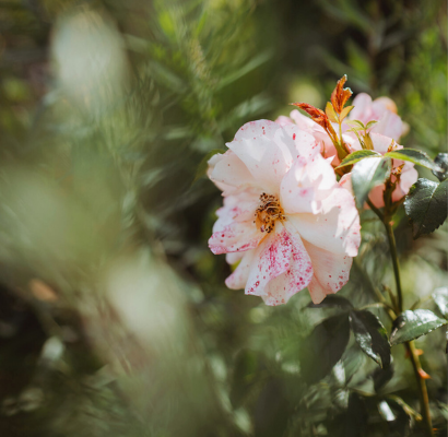 Vergangenes verstehen, Gegenwart gestalten, Zukunft denken - Eine "perfekt unperfekte" Rose symbolisiert die Biografie eines Menschen und zeigt den Sinn der Biografiearbeit in der Heilpraxis für Psychotherapie Winker auf
