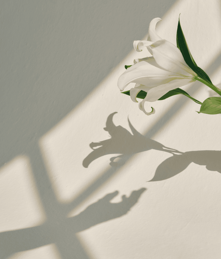 Ein Schattenspiel mit einer weißen Orchidee zeigt das Geschenk der psychologischen Krisenbegleitung auf